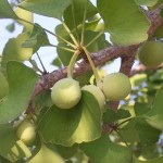 ginkgo_fruit_2